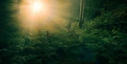 Брокилон в сериале «Ведьмак» от Netflix