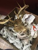 Deer prop. (December 1, 2016)