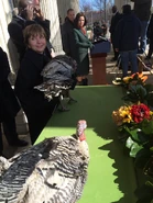 Turkeys. (March 2, 2016)