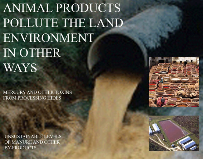 Animal Products cause other pollution of the land environment | The Case for a Vegan World | Fandom Animal Products cause other pollution of the land environment | The Case for a Vegan World | Fandom