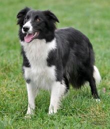 White And Black Dog Breeds Border Collie