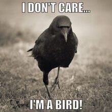 Ima bird.jpg