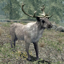 Deer(Skyrim).jpg
