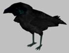 140px-Crow.jpg