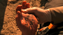 Palm.png