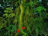 Mana (Verse)