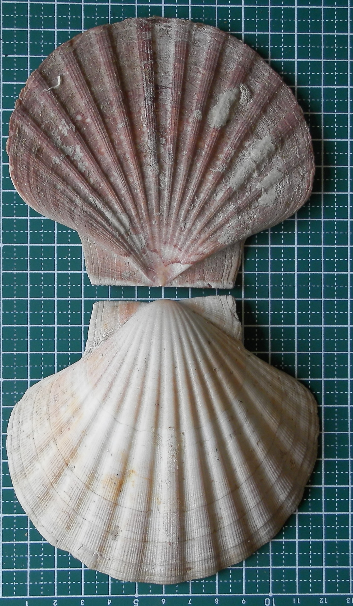 Pecten jacobaeus - Wikipedia