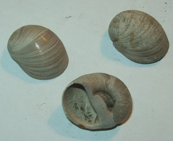 Polinices miocolligens Verzamel wiki Fandom