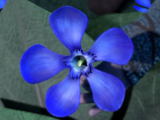 Niebieski oleander
