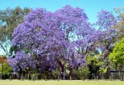 800px-Jacarandatree