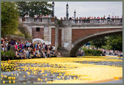 Theduckrace