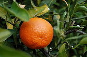 220px-Tangerine