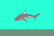 Design by Skip Wheeler. A black fin shark on a bicolour of aquamarine and gray.