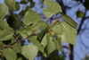 Betula papyrifera 8853