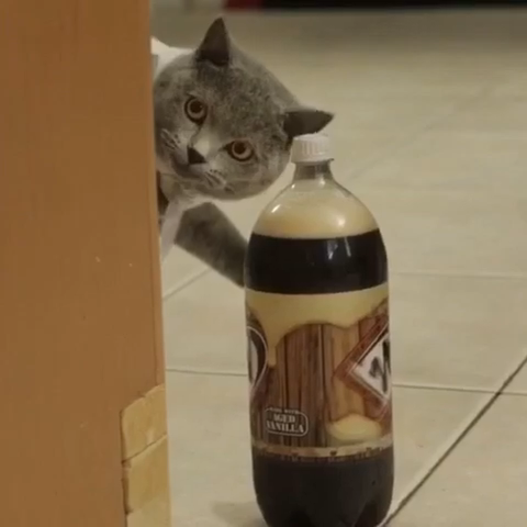 33 Cool Pics To Ensure Your Total Distraction Distractions, Funny pictures, Fur 