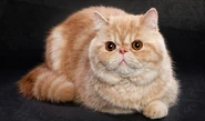 Exotic-Shorthair-AP-1CEWS1-645sm3614.jpg (101 KB) An Exotic Shorthair in real life. The breed that Garfield is based on.