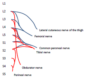 Leg plexus.png