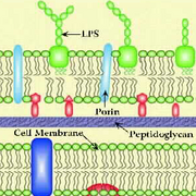 Cell wall