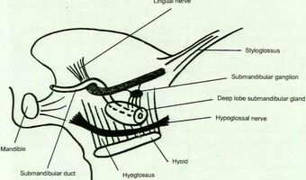 Submandib