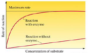 Cellular energetics1.png