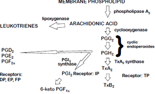 Eicosanoids