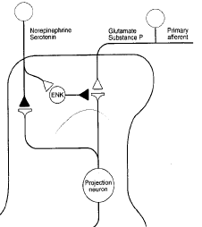 Somatosensory evoked potentials wiki