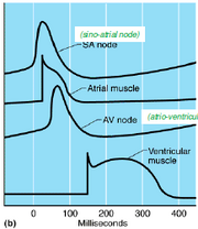 Conduction of nerve fibres