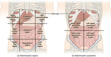 Abdominal Regions and Quadrants