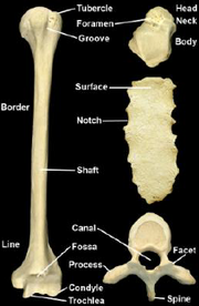 Principle bone