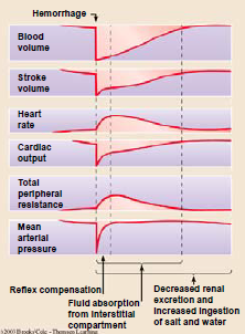 Haemorrhage.png