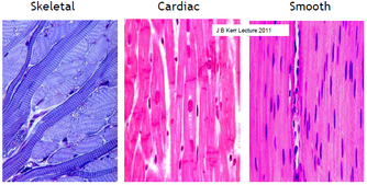 Musclefibres