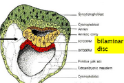 Bilaminar