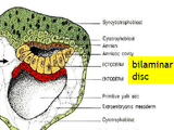 Origin of cells and tissues