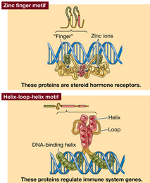 Proteindna2