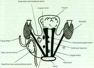 Submandib2