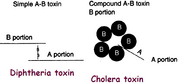 Ab toxin