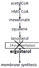 Fungi.png