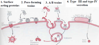 Endotoxin