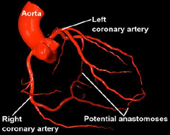 Arteries herat