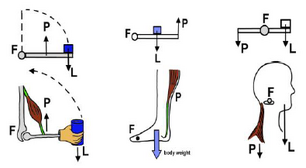 Principle muscle