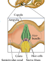 Upula.png