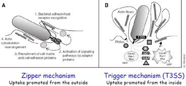 Bacteria system.png