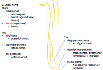 Nerves.png