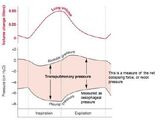 Biomechanics of breathing