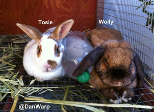 Dan Schneider | Victorious Wiki | Fandom