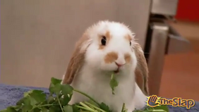 Tori Tortures Teacher | Victorious Wiki | Fandom