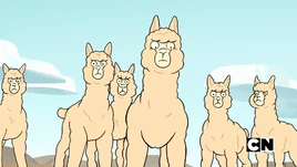 Alpacas