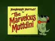 Wr dm marvelous muttdini.webp (94 KB)