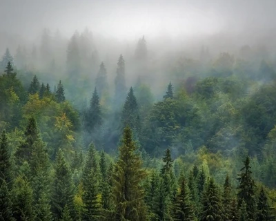 Вікі Видумані книги коти-вояки