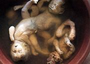 Agent-orange-dead-deformed-babies